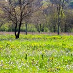 IMG_6141